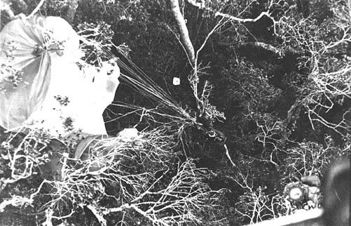 Gunfighter 82A in trees