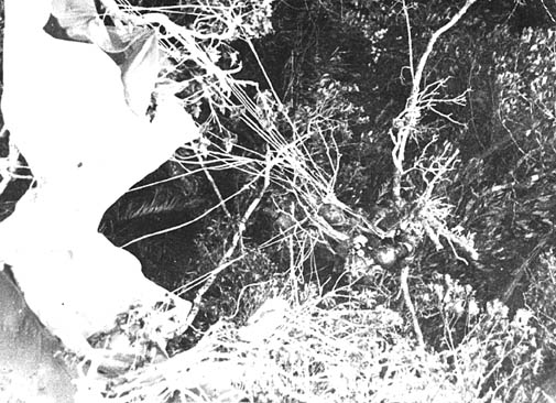 Gunfighter 82A in Trees